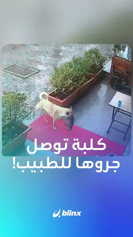 مشهد مؤثر ومفاجئ في تركيا.. كلبة توصل جروها -الذي توقف قلبه بسبب البرد- إلى الطبيب البيطري #تركيا #طبيب #مشهد