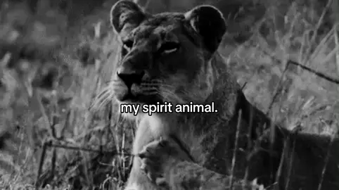 my spirit animal.#leoa #fyp 