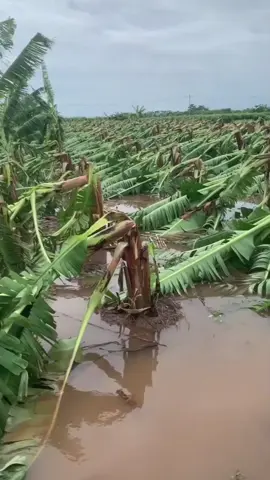 Vendaval derruba todos uma plantação de bananas inteira 