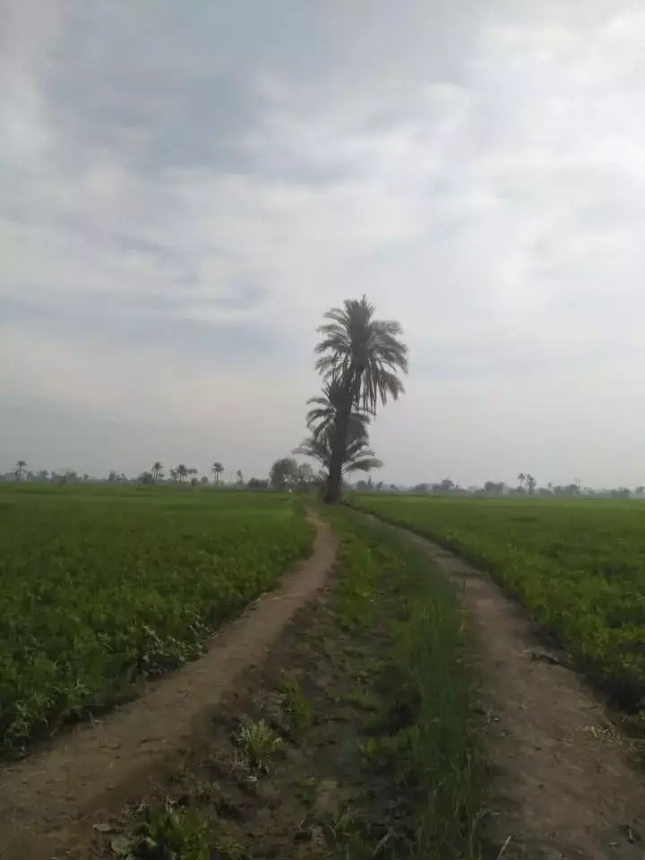 #مصربعيون عشاقها 