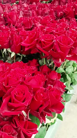 مين يترك اجمل تعليق بدي ابعثلو كل هالوردات 🤗🥰👍😍 يسعد مساكم 🌹  من وين بتشاهدونا  #عاشق_طبيعة 