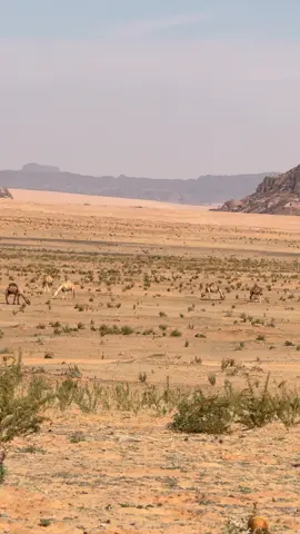 #عرنان #المسمى #الشملي #حايل 