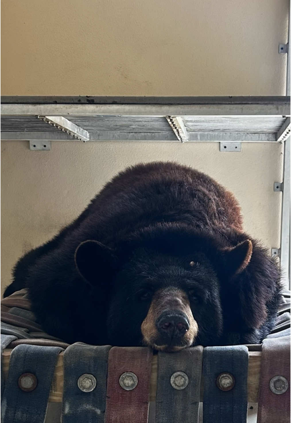 Tehya & Kiona can’t resist a trend🐻  #wildlife #jupiter #palmbeach #florida #wildlifeconservation #cuteanimalvideos #cuteanimals #wildlifesanctuary #trending #tehya 