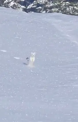 White mountain ermine hopping in the snow #snow #whitemountainermine #ermine #cute #funnyanimals #viral_video #tik_tok 