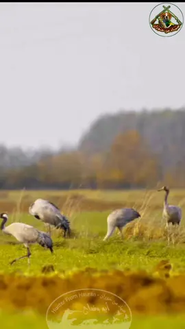 الكركي الشائع: سيمفونية الهجرة وجمال الطبيعة  #الكركي #الكركي_الشائع #طبيعة #طيور #جمال_الطبيعة #هجرة_الطيور #صياد_من_حوران  #CommonCrane #CranesOfTheWorld #NatureSounds #BirdsOfBeauty #WildlifePhotography #HunterFromHauran #HoranProHunter  #BirdMigration 