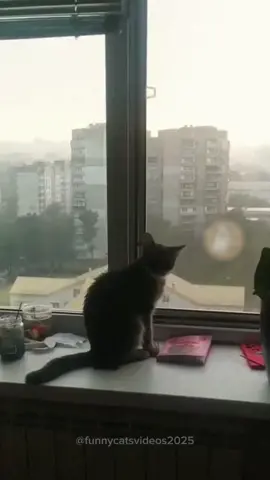 Cat overreacting 🙀💨 ! Funny cat videos 😂 #funnycat #funnyanimals #funnypets #funny #cat #fyp #pourtoi 