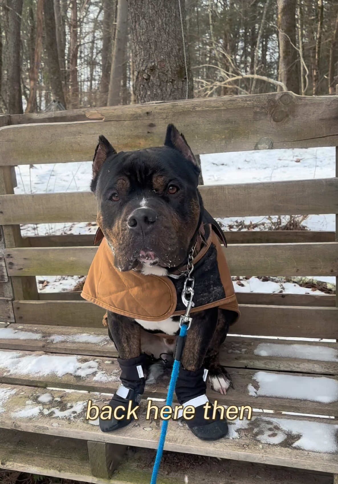 Upstate days seem to feel like you’ve done so much but so little? ❄️🫣  #fyp #upstate #newyork #yoga #mediation #sciatica #dogs #pitbullsoftiktok #wellness 