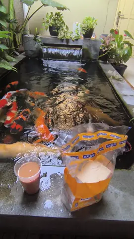 Jangan lupa ngopi dlu ☕ #Koilovers #Koi #Kohaku #Tamankolam #Makanankoi