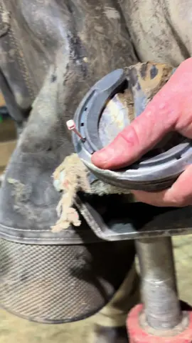 🔨  time! St. Croix eventers and Liberty combo slims, great combo! #farriersoftiktok #farrier #oddlysatisfying #asmr #relax #fyp #hoofcare #horsesoftiktok #arrowjranch 