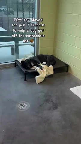 Rosalie is located at a shelter in lake county Florida. Please help us find a home for this dog!  #dogsofinstagram #dogs_of_instagram #dog #kindness #saveme #fyp #videoviral 