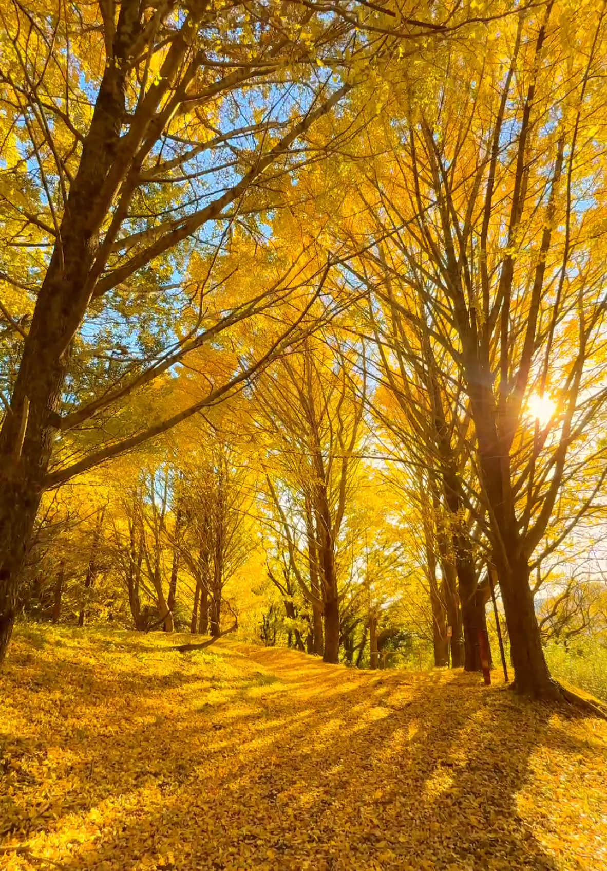 神奈川県の銀杏並木の森 📲2024/11/29 Forest of the ginkgo trees in Kanagawa prefecture  #japan #autumnleaves #紅葉 