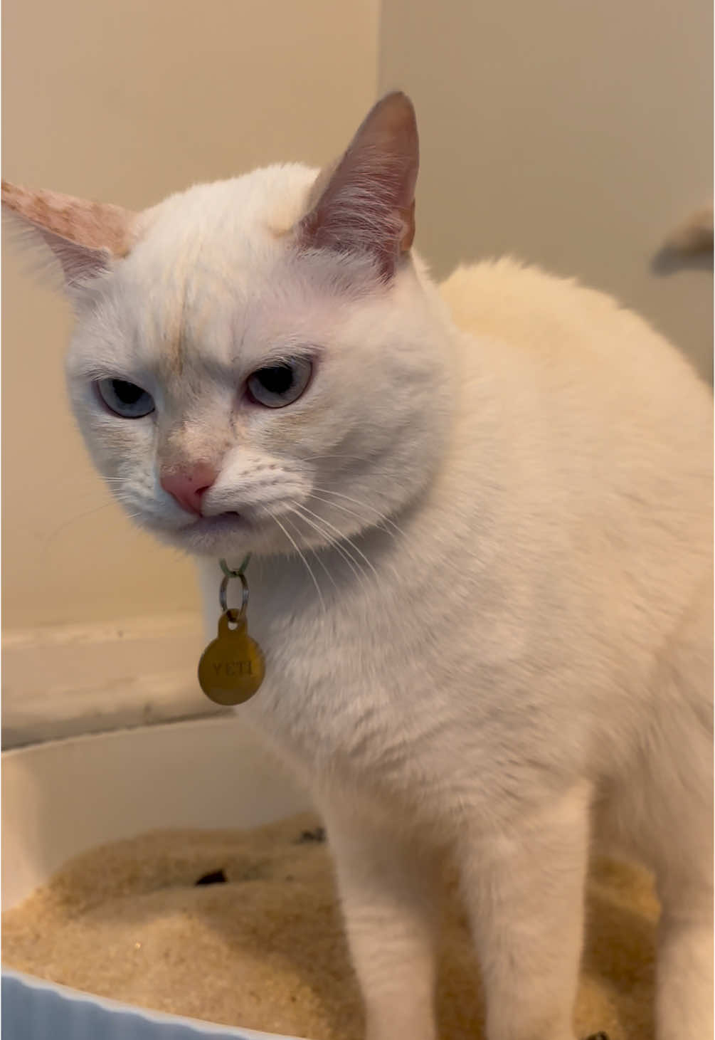 Invading her privacy to bring you this mean mug 🥺🥰 #yetigir #yetiworld 