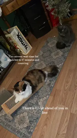 🐈‍⬛#cat 