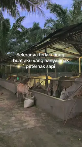 🫡  #anakkampung #angonlembu🐃 #peternakmuda #pyfツ #petaniindonesia🇮🇩🇮🇩🇮🇩🌿🌿 