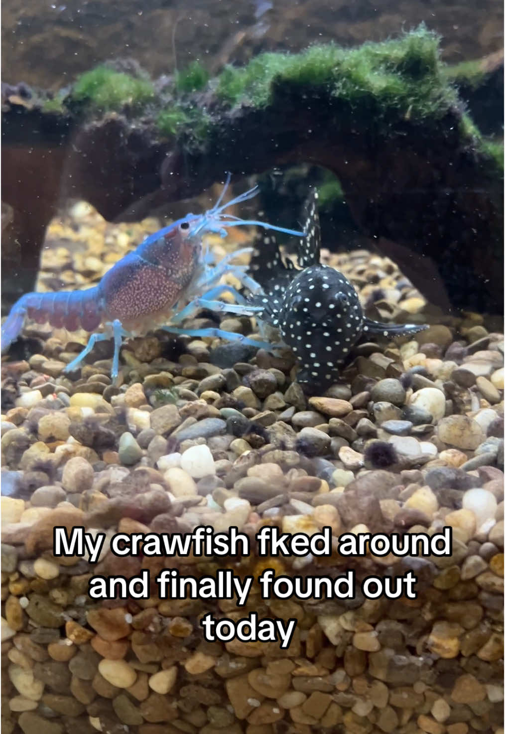 YEEEET  #crawfish#crawfishboil#fish#freshwater 
