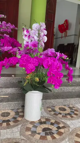 Hoa lan nhà e đẹp ko cả nhà