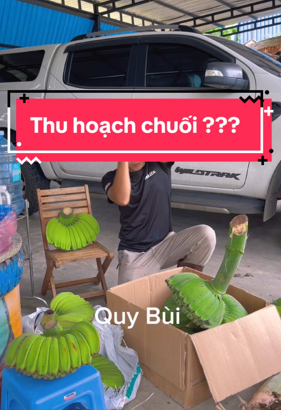 Thu hoạch chuối bàn tay Phật giao khách thôi anh em ơi. E là vườn- là trại chuối. Video đăng liên tục là để anh em tin tưởng mua giống ko bị sai và bị ngta bịp nhé ##xuhuongQ##Qgarden##chuoimusa##chuoibantayphat##chuoibantay
