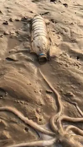 How is it possible ?! 🤣🐙 subscribe for more #octopus🐙 #octopus #fartsarefunny #fart #hole 