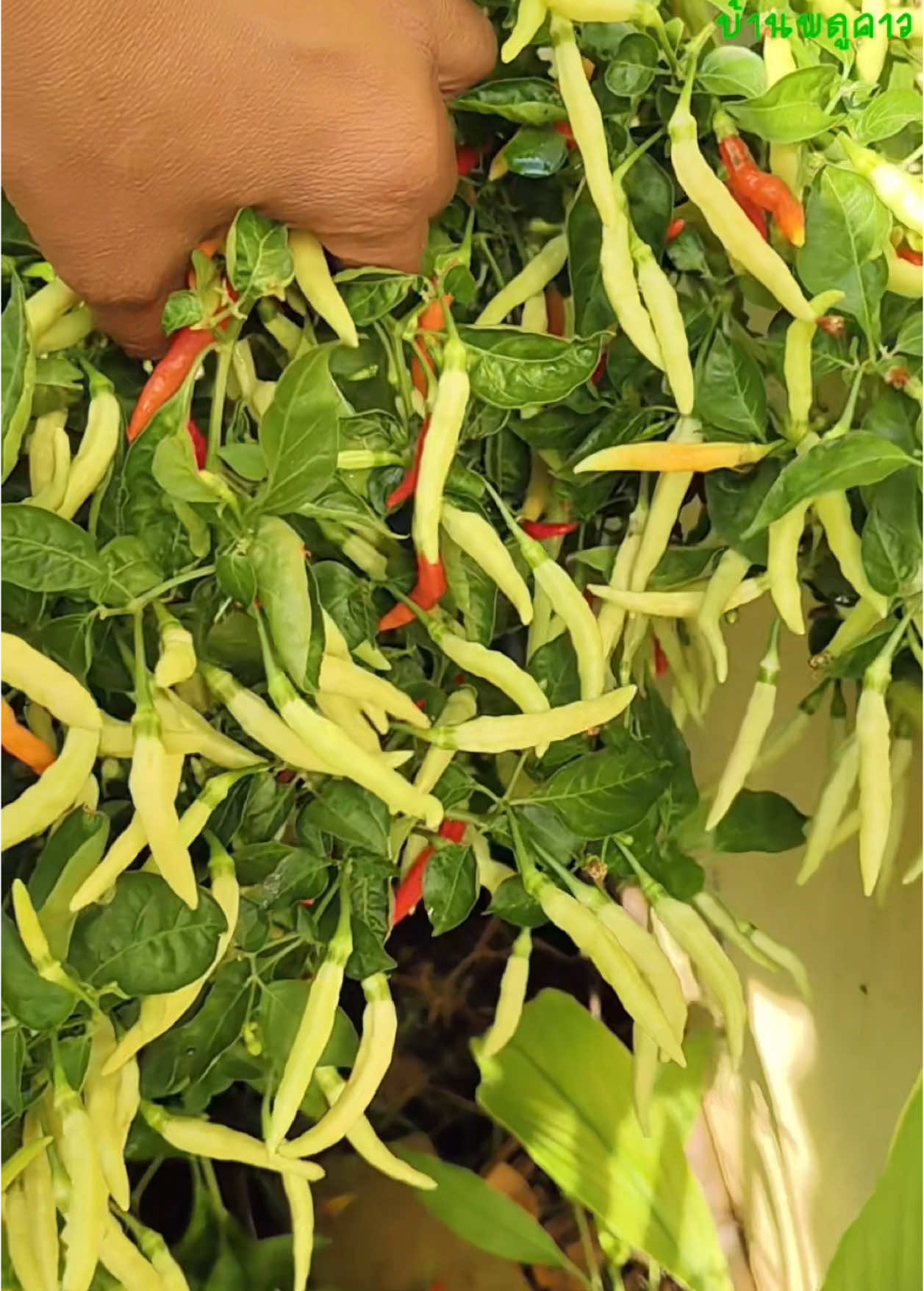 ตอบกลับ @user41274782087070 เมล็ดพริกเหลืองพัทลุง ปลูกง่าย กลิ่นหอม อร่อย #เมล็ดพันธุ์พริก #พริกเหลืองพัทลุง 
