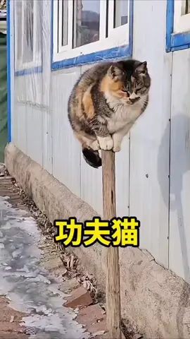 居然被一只猫帅到了！猫：我就浅浅秀一下实力。 #猫咪 #猫咪的迷惑行为 #功夫猫
