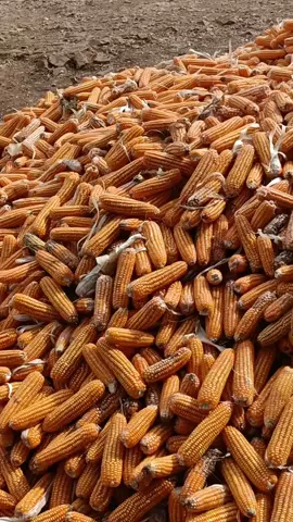 wayae panen bollo#fyppppppppppppppppppppppp #malanghits #jatim #malang24jam #ponorogo24jam #ngawi24jam #magelang24jam #bahanswmu #petanimilenial #jagungbalap😎😎 #petanimuda #petani #petaniindonesia🇮🇩🇮🇩🇮🇩🌿🌿 #jagung 