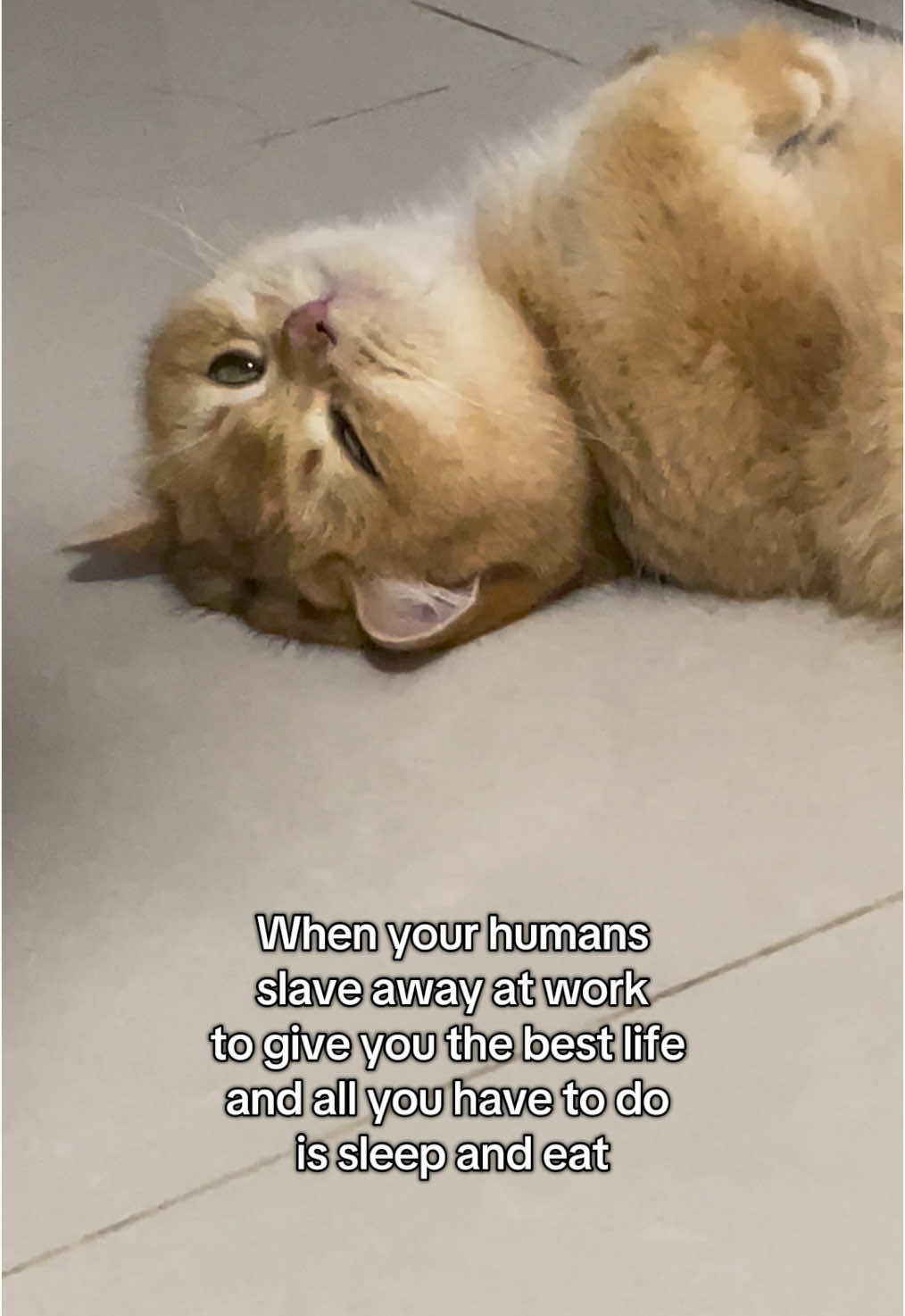 #britishshorthair #catsoftiktok #cutecat #cutecats #kittycat #cats #pets #funnycat #catlover #cat #pet 