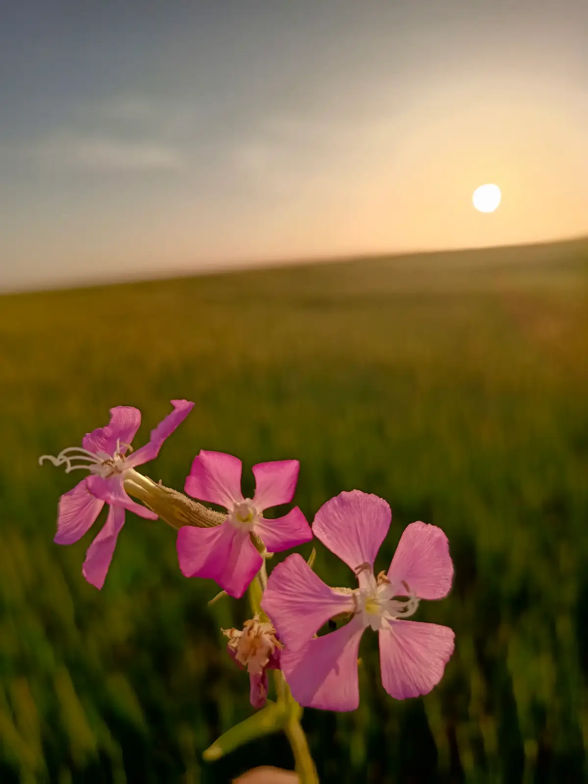 #تصويري📷 #رأس_العين #رمضان يَدنو والقلوب تشوَّقت   ونسائِمُ الذِّكرى يَفيضُ حَنينُها🌙#الحسكة_الرقة_القامشلي_ديرالزور #ادلب_حمص_حلب_شام_درعا_حماة #ارفعو_الفيديو_اكسبلوررر 