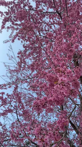 Cập nhật Mai Anh Đào Hà Giang 17.01.2025 #tourghepmienbac #moctourist #xuhuong #CapCut #hagiang #reviewhagiangtattantat #reviewhagiang 