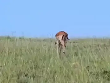 #animals #deer 