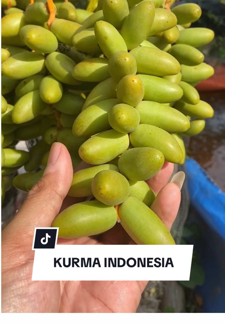Buah kurma di indonesia #kurma #buah #buahmajujaya #buahindonesia #fruit #buahkurma #berkebun #berkebun 