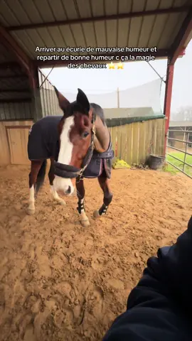 #horse #equitation #cavalier #fyp 