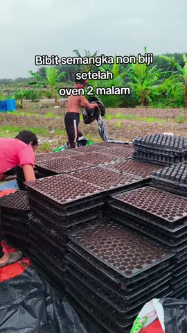 pembukaan bibit semangka non biji setelah oven 2 malam #pembukaan #bibit #semangka #setelah #oven 