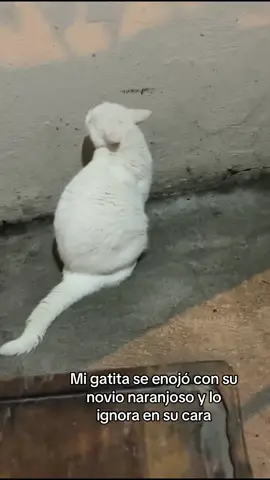 Le vio el tik tok