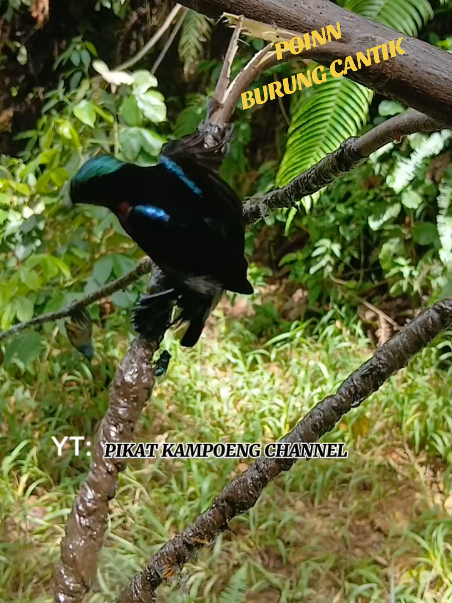 MIKAT BURUNG PAKAI MP3 DAN GETAH PULUT #mikatburung #hobymikat #burungkicau #konin #hutansumatera #PIKATKAMPOENGCHANNELL                  Youtube                  👇👇👇 https://youtube.com/@pikat.kampoeng.channel?si=d5CvSaiXtMq7MCev