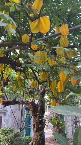 Khế chua chơi tết #khếchua  #câycảnh  #câybonsai #xuhuong 