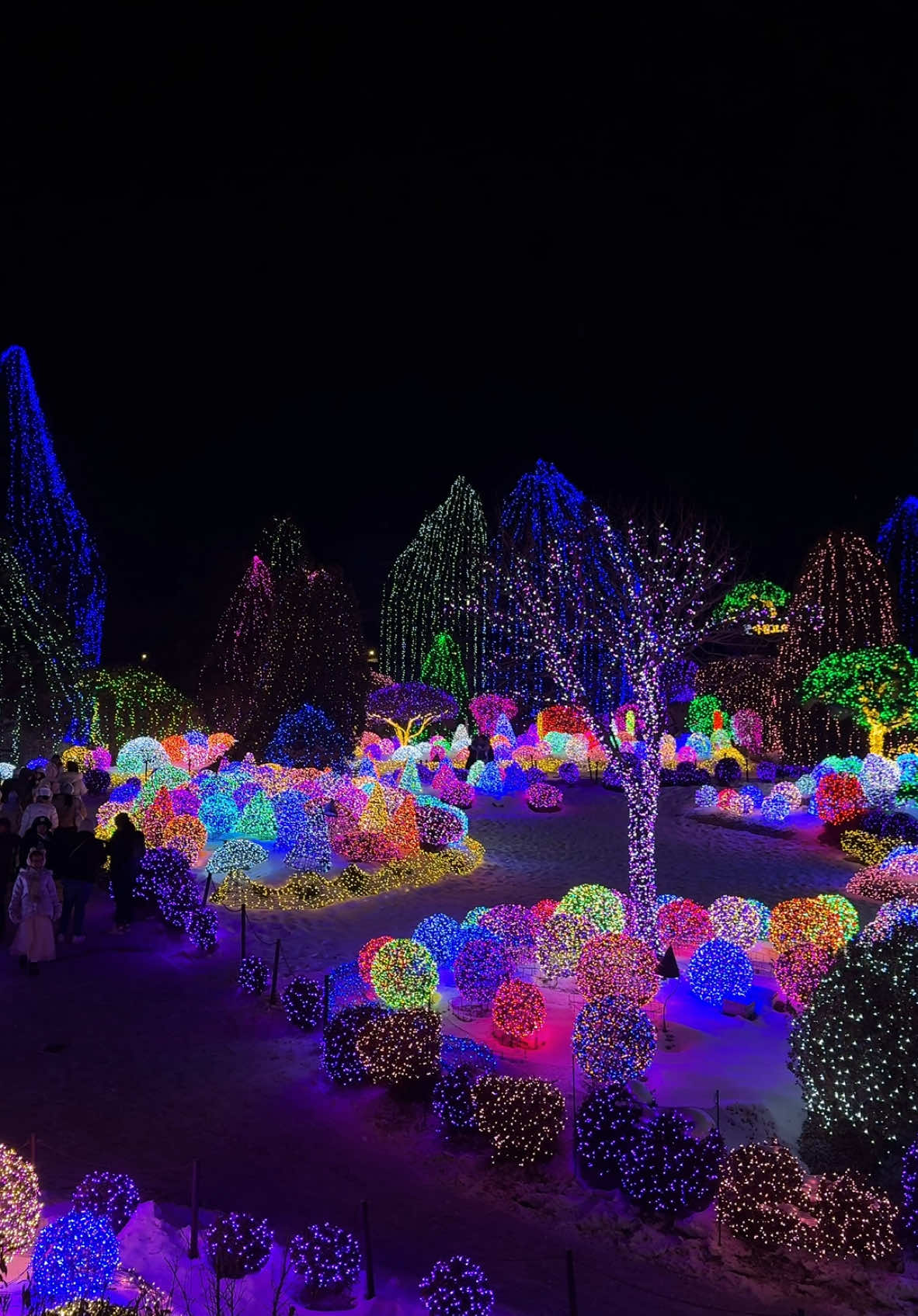Overall view of The Garden of Morning Calm in Gapyeong, South Korea. #korea #garden #winter #festival #travel #traveltiktok #fyp