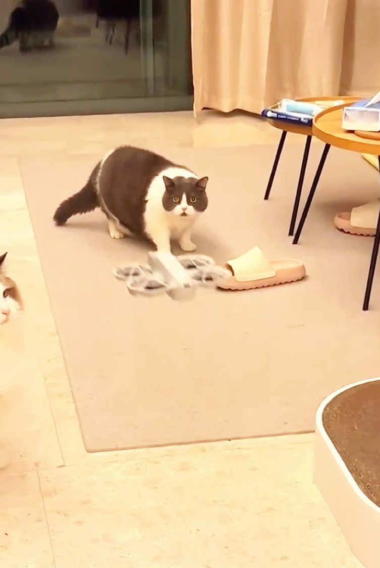 #funnytiktok #funnyanimals #catsoftiktok #funny #funnycat #funnypets