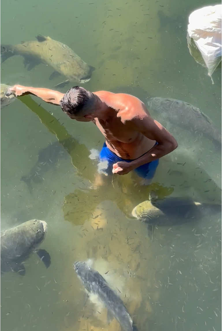 #valdemir Encantador de peixe gigante 