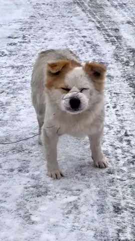 #dog #poordog #poordogs 