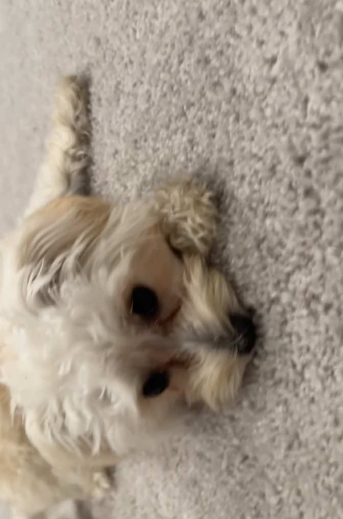 Burning off some energy…😅🐾💕 #fiesty #dogsoftiktok #maltipoo #fyp #maltipoosoftiktok #puppytiktok #dogmom #puppylife #smalldog #girldog #puppylove #doglife #cutepuppy #loveher #puppy #maltipoopuppy #florida #viralpuppy #energy 