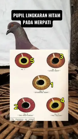 Cara Memilih Pupil Mata Merpati Yang Berkualitas🔥#fypage #pigeonteensindonesia #pmtinasional #kolongbebas #pmti 