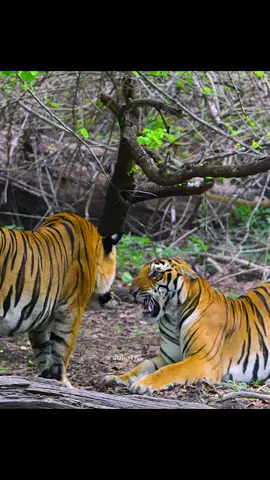 #amazinganimals #tiger #wildlife #nature #animalworld #foryour 