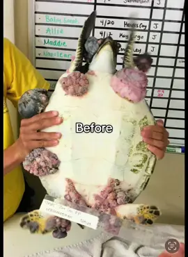 “Jesus” is going to be released from Sombrero Beach Marathon, Florida on Sunday. ❤️‍🩹🐢 Jesus was found struggling at the surface with a heavy load of Fibropapillomatosis tumors off of Key West in May of last year. Jesus was rescued and taken to The Turtle Hospital for treatment. Treatment included tumor removal surgeries, wound care, antibiotics, fluids, and vitamins. 🚑 Jesus was strong and is now healthy and ready to return to sea! The Turtle Hospital ambulance will arrive at Sombrero Beach on January 19th with the marine turtle at 3:15 PM and the release will be at 3:30 PM See you there! 🏝️ #greenseaturtle #green #greenturtle #disease #FP #tumor #rescuerehabrelease #seaturtlerescue #turtle #turtlehospital #marathonturtlehospital #theturtlehospital #sea #seaturtle #seaturtles #Science #nature #ocean #beach #seaturtlehospital #seaturtlerehab #wildlife #animals #fyp #seaturtlelove #savetheturtles #STEM #floridakeys #education #patient #connectandprotect #compassioniscontagious #animaltiktok #turtletok 