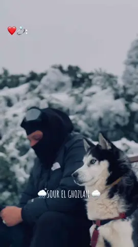 #sourelghozlane #شتاء #رحة_نفسية🍀🕊️ #الهم_صيبا_نافعا💦 ##❄️snow_team💧 #abdougambetta #husky 