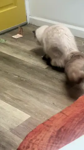 📝 POV: When your cat finds your 