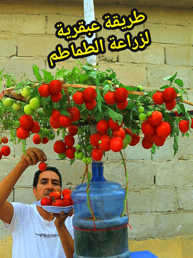 لن تشترى الطماطم ازرعها من ثمرة عندك اا بدون مساحة ولا ارض زراعة الطماطم فى المنزل من البذور  #زراعة الطماطم#زراعة ٢٤