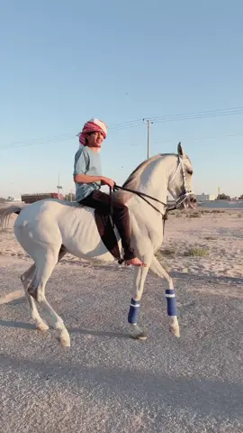 وهب❤️‍🔥.  #الخيل_العربي_الاصيل🐎 #الاحساء_الهفوف #نجران#تصلال #شرورا #سباقات#تناشيط#خيل _وخياله# تدريب_خيل #خيل_نجران #اكسبلور #خيل ريس 