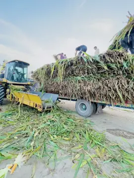 #sailageseason #الشریف۔سائلئج #sailage #سائلیج #مکئی_کی_فصل🌽 #silage #11kcomplete 