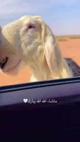 #مشاءالله_تبارك_الله_اذكروالله #تصويري #غنم_صنف #نجد #نجدي🔥 #غنم_نجد_صنف #صنف #حايل 