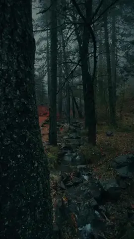 Dark vibes 🥀🎧 Love Story Indila #aesthetic #nature #forest #black #dark #vibes #relax #edit #song #lovestory❤️ #fyp #foryou #foryoupage #paratiiiiiiiiiiiiiiiiiiiiiiiiiiiiiii 